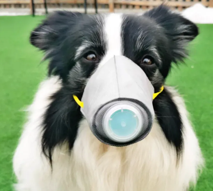 Cartoon dog illustrating Quizzify's explainer on six things employees should know about the coronavirus.