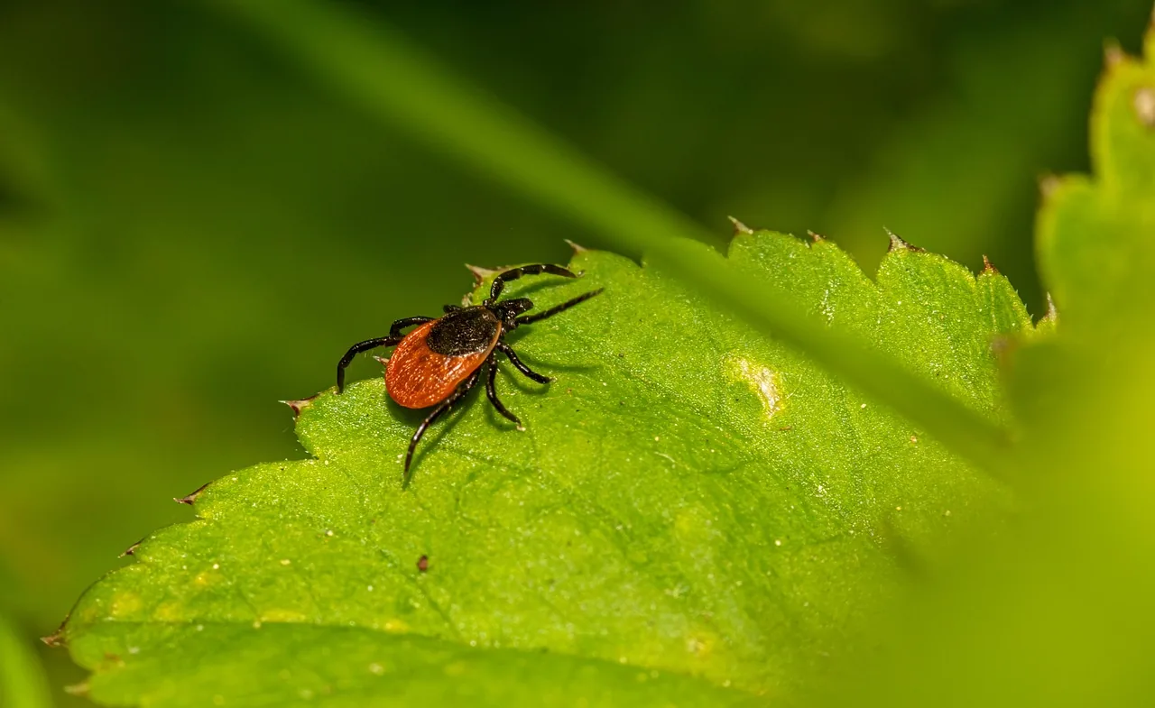 Illustration for “Now is the summer of our ticks content”