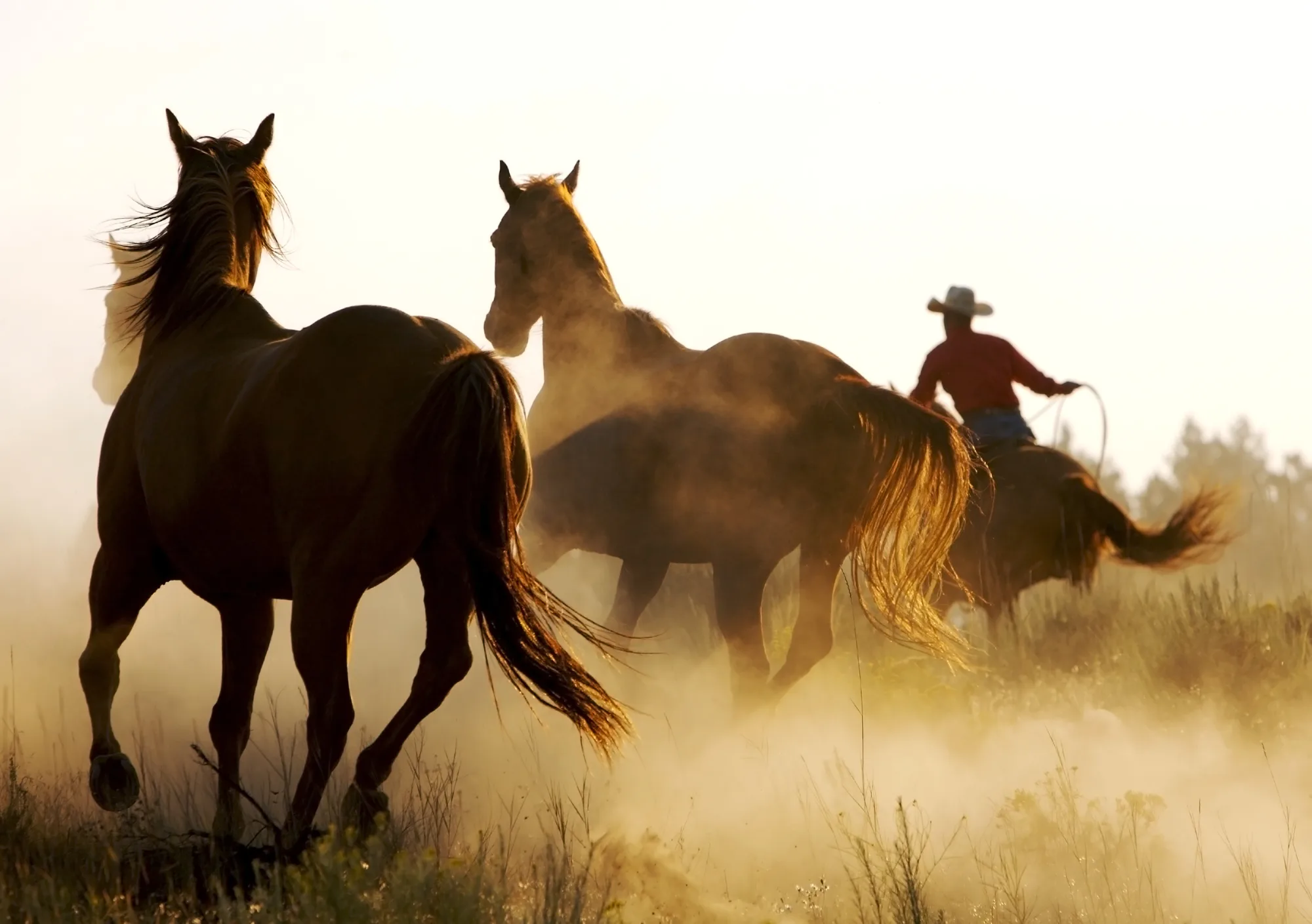 Cover image for “EEOC Update: Leading Wellness Vendors Foresee “Wild West of Litigation” in 2019”