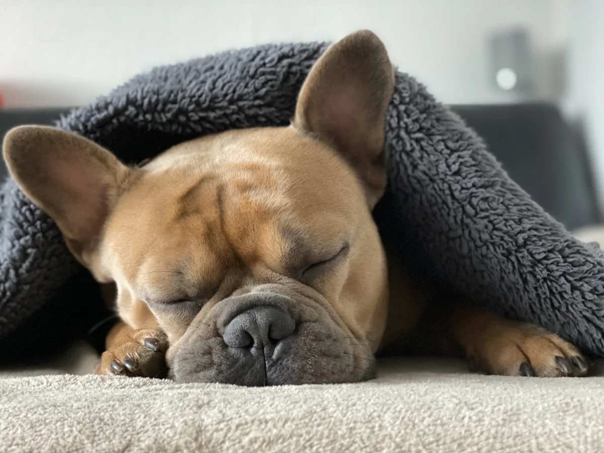 Sleep
