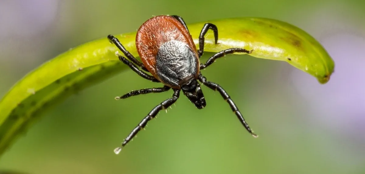 Ticks!